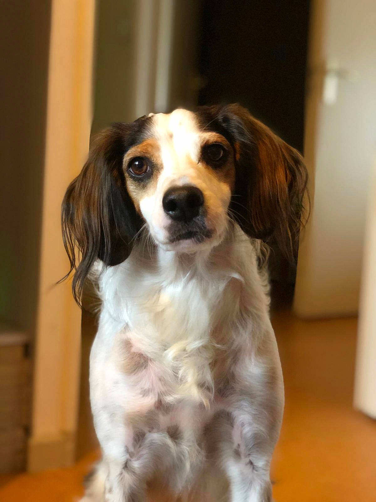 Luffy a rejoint le concours — aidez-le/la à gagner de superbes lots ! canidae, carnivore, companion_dog, dog, dog_breed, english_cocker_spaniel, irish_red_and_white_setter, king_charles_spaniel, kooikerhondje, mammal, phalene, puppy, rare_breed_dog, russian_spaniel, setter, snout, spaniel, sporting_group, vertebrate, welsh_springer_spaniel