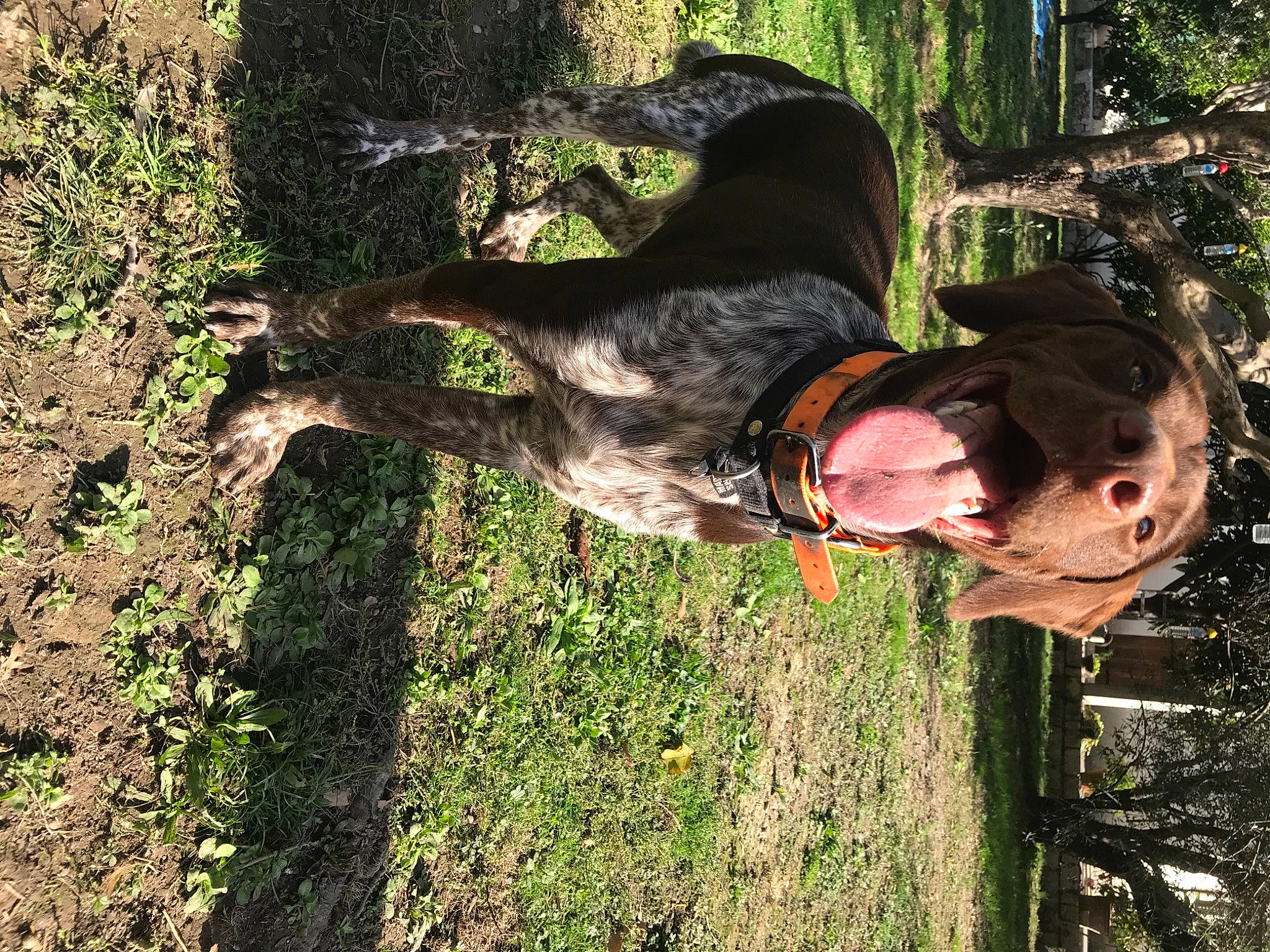 Paco a rejoint le concours — aidez-le/la à gagner de superbes lots ! carnivore, dog, dog_breed, forest, fun, grass, guard_dog, happy, leisure, people_in_nature, plant, recreation, soil, tail, tree, trunk, wood, woodland, woody_plant, working_animal