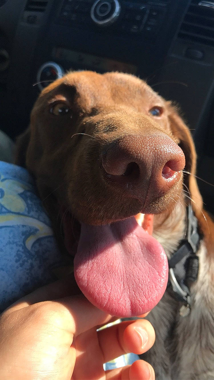 Paco a rejoint le concours — aidez-le/la à gagner de superbes lots ! canidae, carnivore, collar, companion_dog, dog, dog_breed, dog_collar, ear, fawn, fur, gesture, jaw, liver, nail, pointing_breed, selfie, snout, sporting_group, whiskers, working_animal