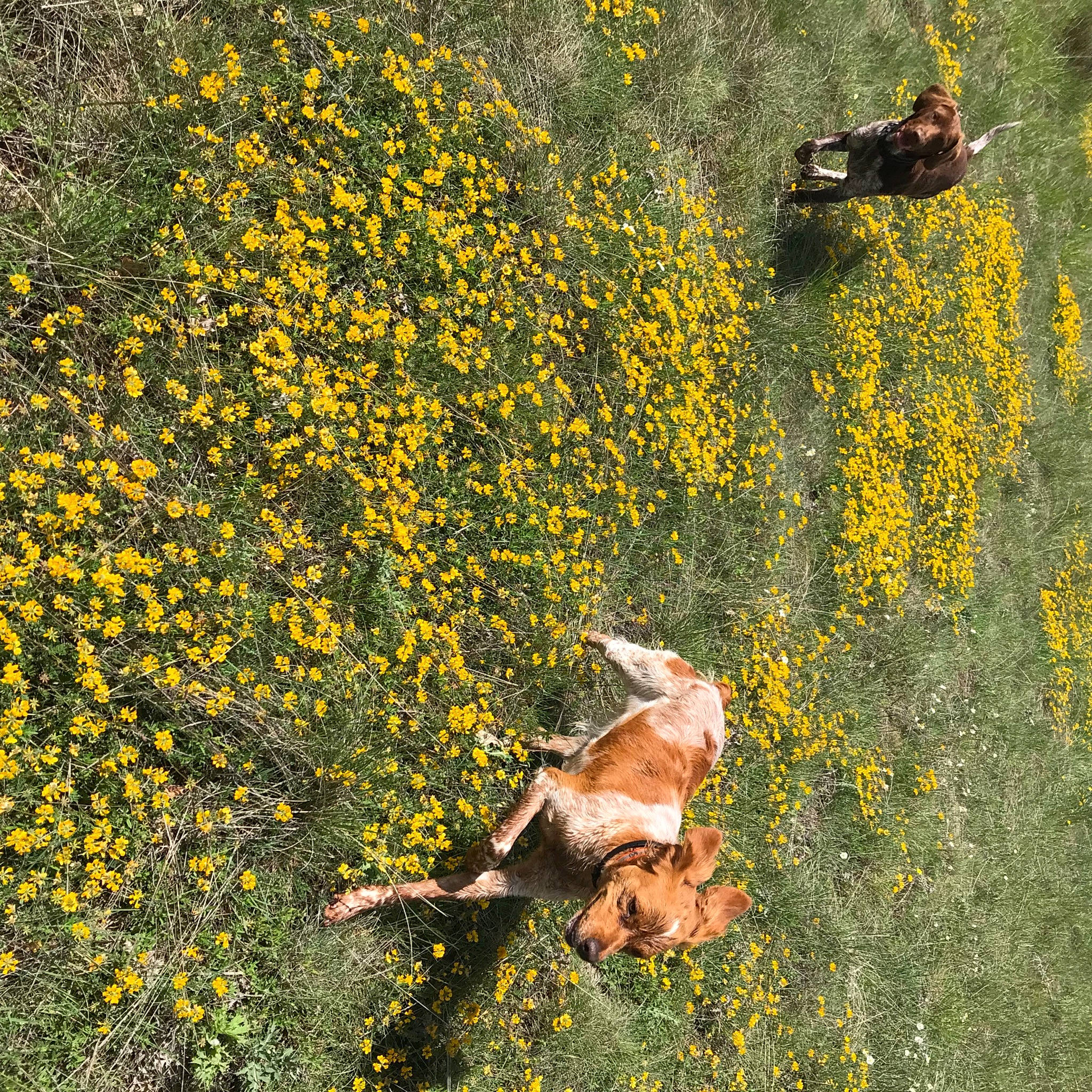 Paco a rejoint le concours — aidez-le/la à gagner de superbes lots ! art, botany, deciduous, flower, flowering_plant, grass, grassland, groundcover, landscape, leaf, natural_landscape, painting, people_in_nature, plant, rock, soil, terrestrial_animal, vegetation, wildflower, wildlife