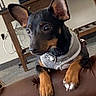 alert, black_and_tan, brown_couch, cables, claws, close_up, cute, dog, ears, furniture, harness, indoor, living_room, paws, pet, portrait, puppy, short_hair, sitting, wooden_table