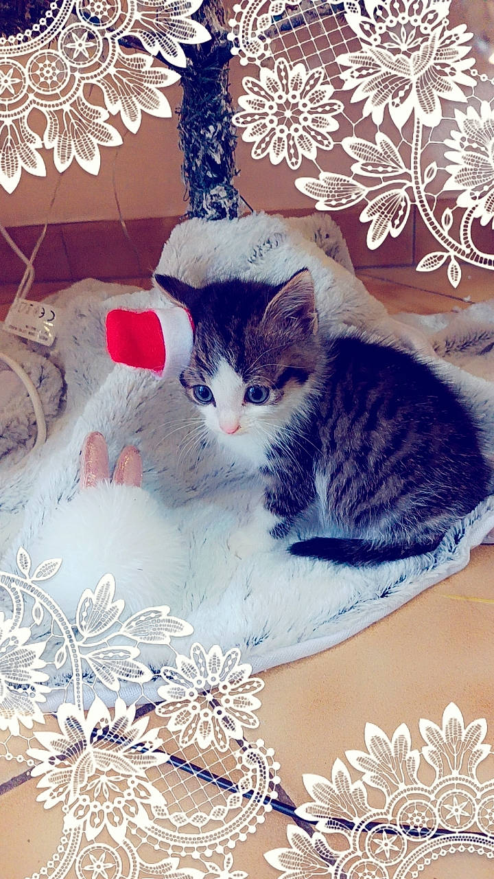 Minnie Monoï a rejoint le concours — aidez-le/la à gagner de superbes lots ! art, carnivore, cat, christmas_decoration, christmas_ornament, creative_arts, domestic_short_haired_cat, event, felidae, font, fur, greeting_card, holiday, illustration, ornament, paw, small_to_medium_sized_cats, tail, twig, whiskers