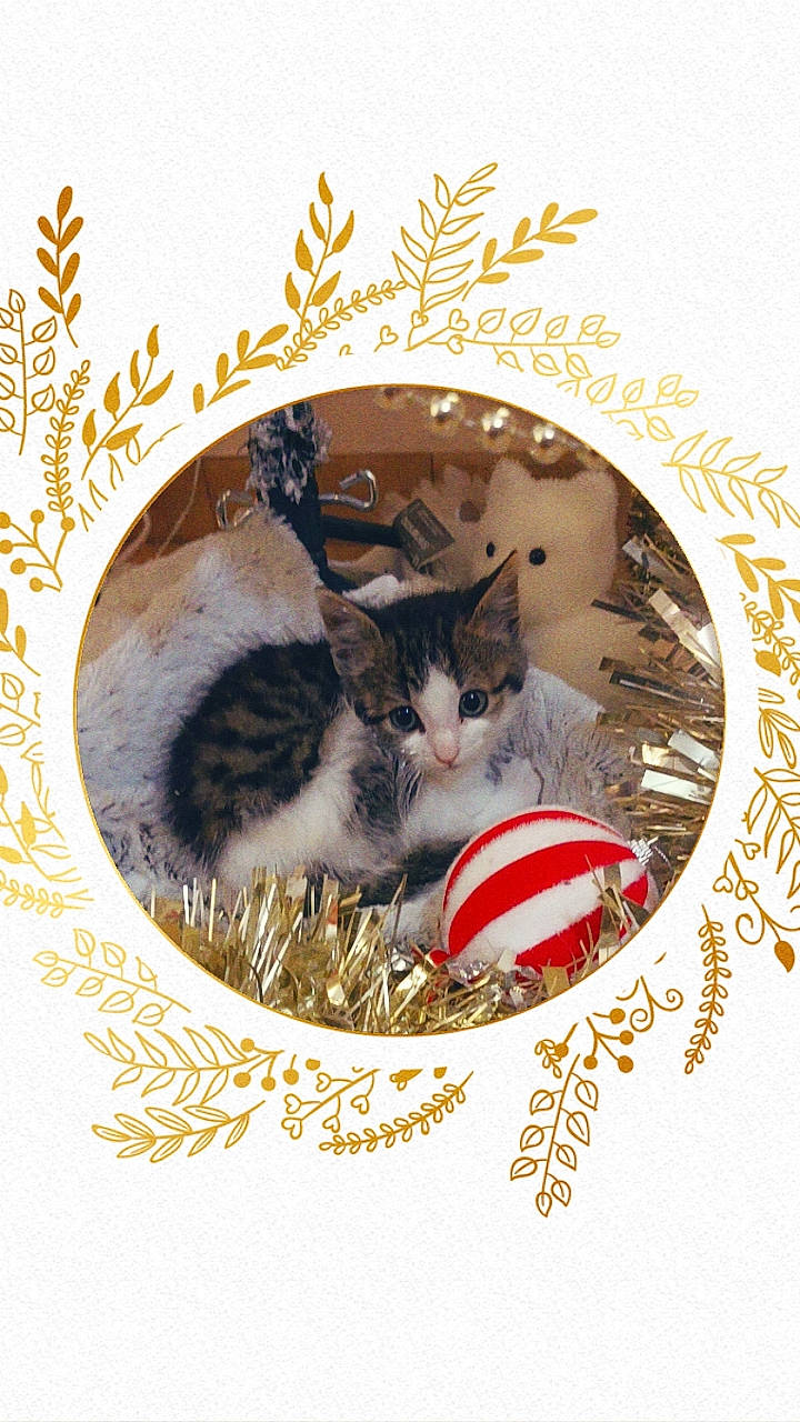 Minnie Monoï a rejoint le concours — aidez-le/la à gagner de superbes lots ! art, carnivore, cat, cat_supply, creative_arts, domestic_short_haired_cat, event, felidae, font, fur, holiday, illustration, mammal, pattern, paw, photo_caption, small_to_medium_sized_cats, tail, vertebrate, whiskers