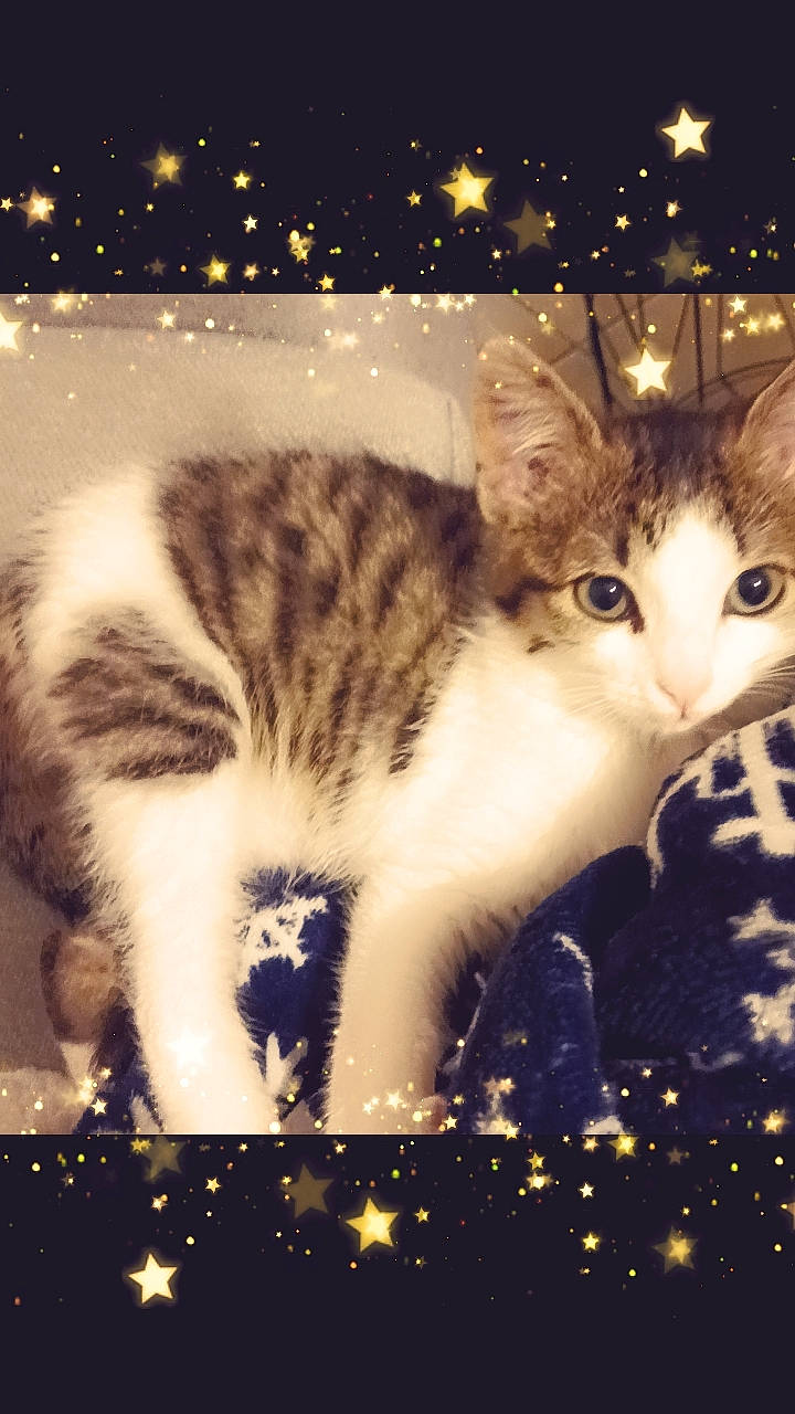 Minnie Monoï a rejoint le concours — aidez-le/la à gagner de superbes lots ! beauty, carnivore, cat, darkness, domestic_short_haired_cat, felidae, fur, holiday, light, mammal, midnight, organism, paw, rectangle, small_to_medium_sized_cats, snout, tail, terrestrial_animal, vertebrate, whiskers