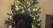 Tayron a rejoint le concours — aidez-le/la à gagner de superbes lots ! rottweiler, dog, christmas_tree, indoor, holiday, decoration, ornament, lights, festive, pet, animal, floor, tile, wall, furniture, calm, black, brown, sitting, home