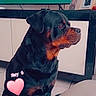 Tayron participe au concours pour gagner de l'argent avec cette photo : rottweiler, dog, indoor, sitting, pet, canine, floor, tile, cabinet, television, framed_photos, heart, text_overlay, black_and_tan, paw, fur, portrait, looking_away, animal, companion