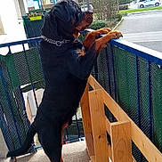 Tayron participe au concours pour gagner de l'argent avec cette photo : dog, rottweiler, balcony, outdoor, pet, animal, fence, railing, cityscape, daylight, curious, standing, pavement, trees, cars, residential, building, chain_collar, watching, urban