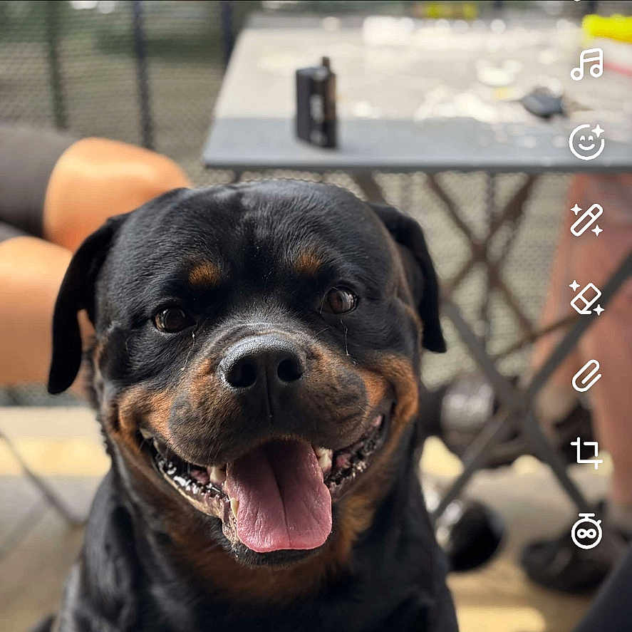 Tayron a rejoint le concours — aidez-le/la à gagner de superbes lots ! dog, rottweiler, happy, tongue_out, pet, animal, portrait, smiling, outdoor, table, legs, blurred_background, fence, text_overlay, social_media_interface, birthday_message, heart_emoji, black_and_brown, canine, companion