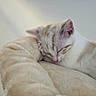 Snow a rejoint le concours — aidez-le/la à gagner de superbes lots ! kitten, sleeping, cat, pet, fur, cozy, bed, plush, soft, rest, animal, cute, domestic_animal, whiskers, closeup, relaxation, indoor, peaceful, pink_nose, feline