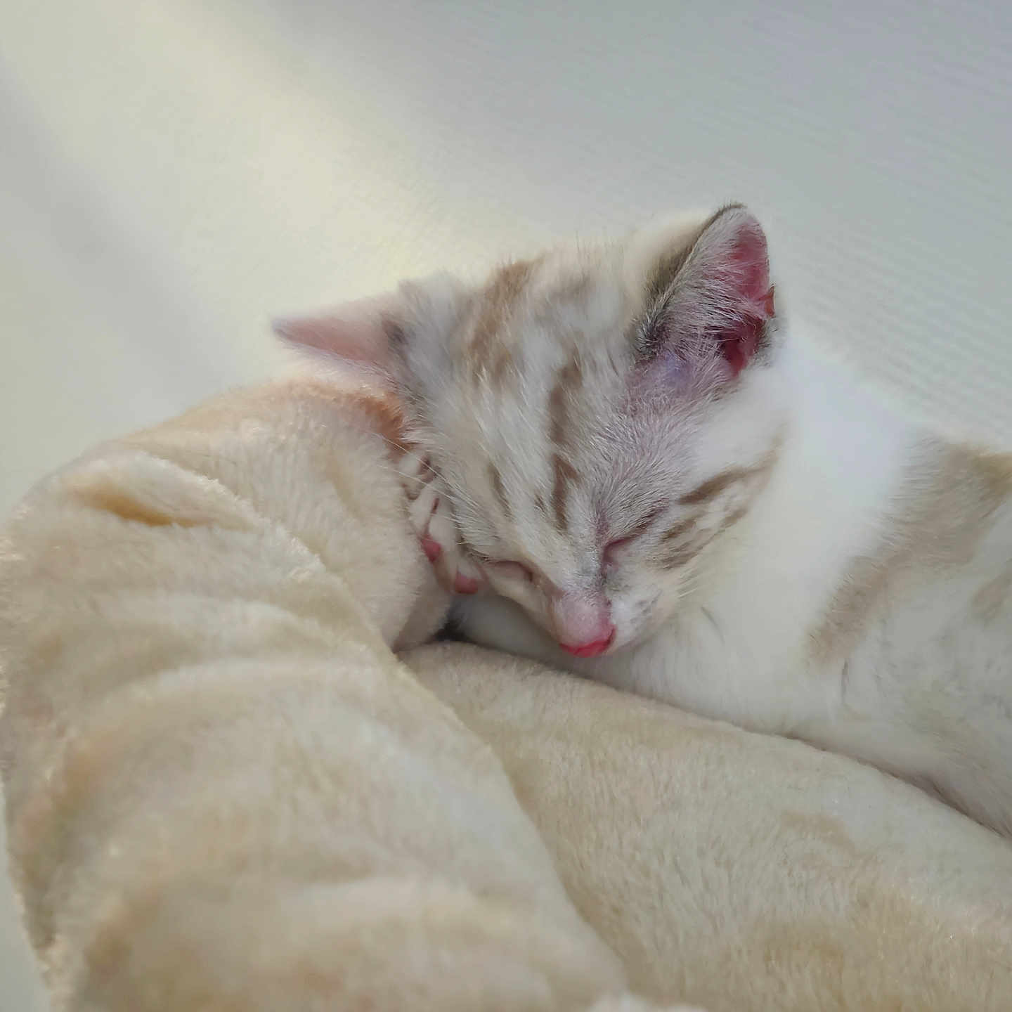 Snow a rejoint le concours — aidez-le/la à gagner de superbes lots ! kitten, sleeping, cat, pet, fur, cozy, bed, plush, soft, rest, animal, cute, domestic_animal, whiskers, closeup, relaxation, indoor, peaceful, pink_nose, feline