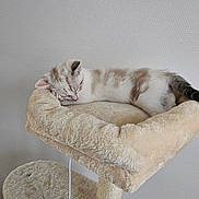 Snow a rejoint le concours — aidez-le/la à gagner de superbes lots ! kitten, sleeping, cat_tree, toy_mouse, furniture, beige, cozy, indoor, pet, fur, whiskers, cute, resting, animal, tabby, young_cat, soft_texture, peaceful, napping, home