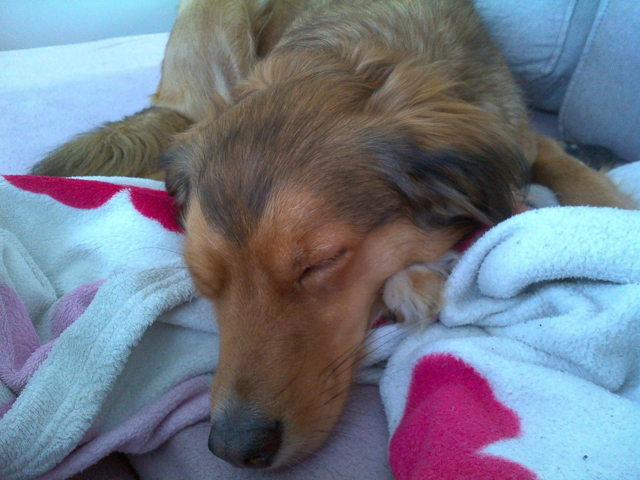 Neo participe au concours pour gagner de l'argent avec cette photo : bored, canidae, carnivore, comfort, companion_dog, dog, dog_breed, ear, fawn, fur, liver, nap, rough_collie, sporting_group, terrestrial_animal, whiskers, working_animal, working_dog