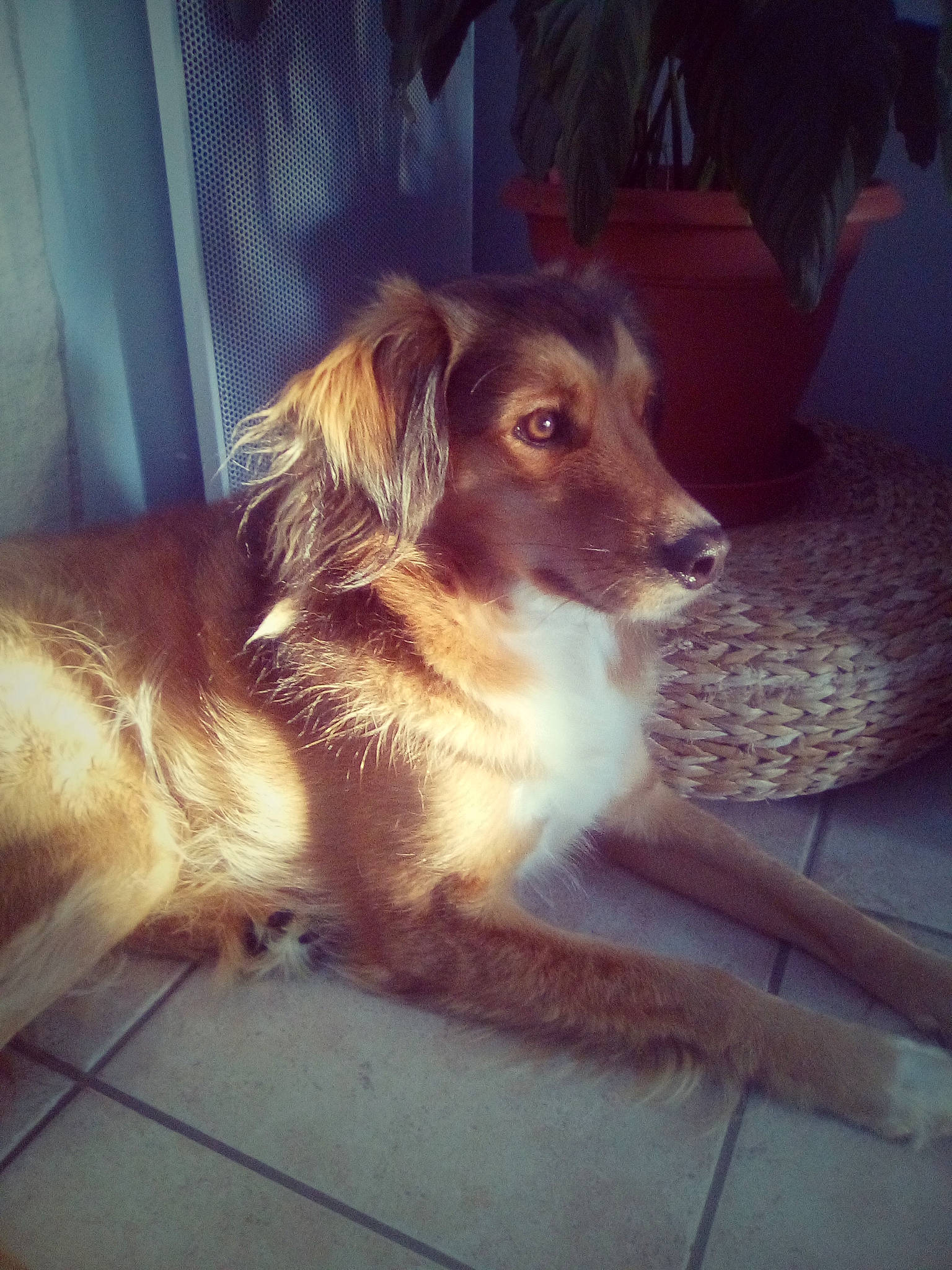 Neo a rejoint le concours — aidez-le/la à gagner de superbes lots ! canidae, carnivore, cloud, companion_dog, dog, dog_breed, door, fawn, flooring, fur, hardwood, houseplant, plant, sitting, snout, sporting_group, square, whiskers, wood, working_dog