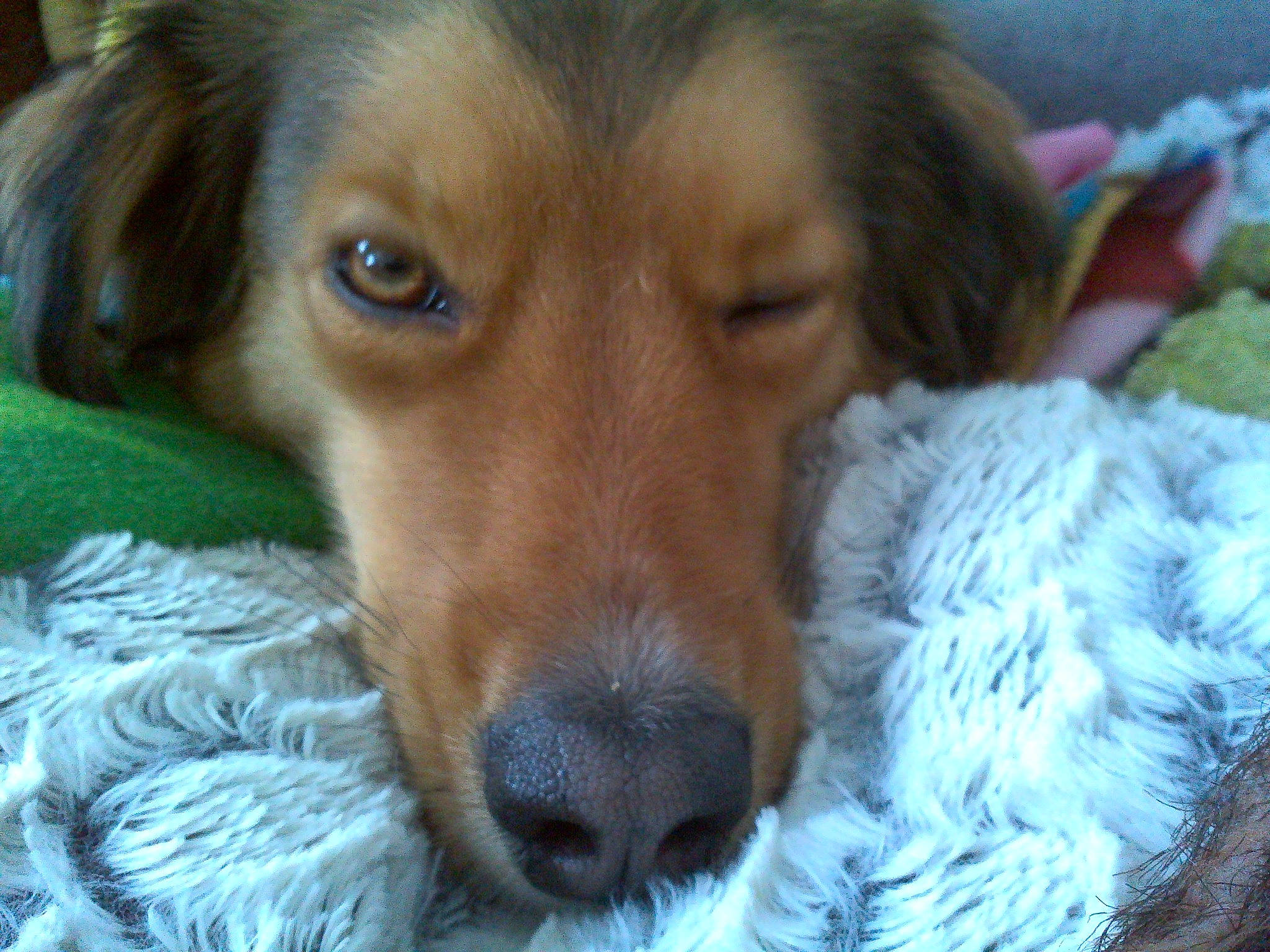 Neo participe au concours pour gagner de l'argent avec cette photo : ball, carnivore, companion_dog, dog, dog_breed, dog_supply, ear, fawn, fur, liver, snout, sporting_group, terrestrial_animal, whiskers, working_animal, working_dog