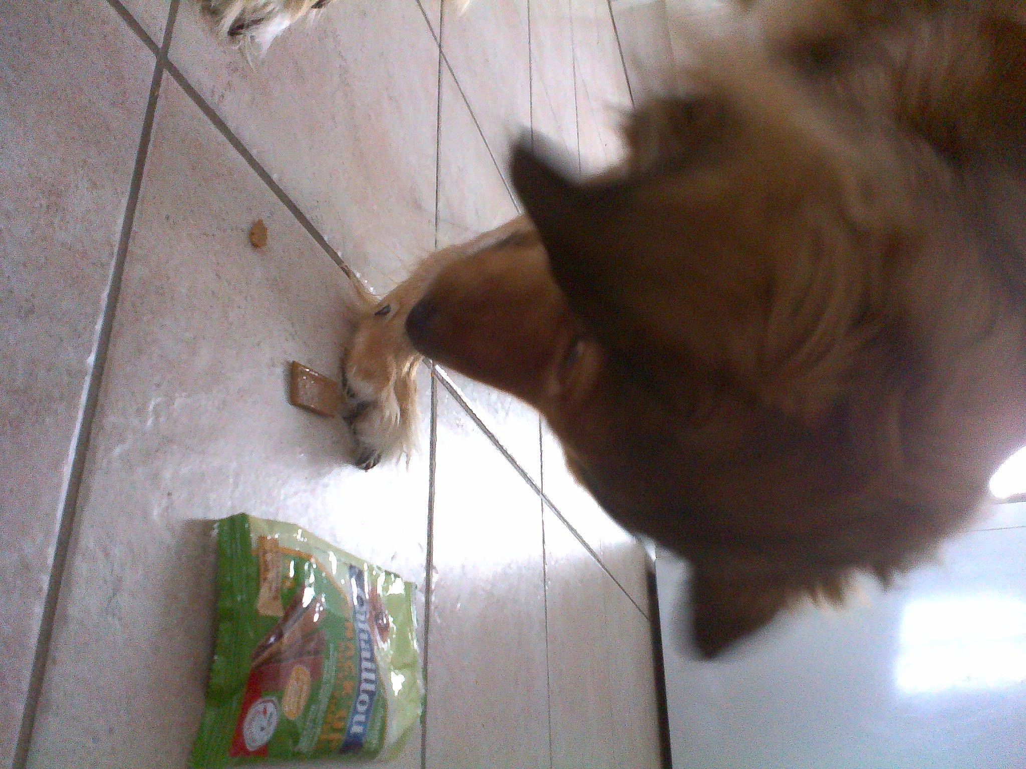 Neo participe au concours pour gagner de l'argent avec cette photo : brown, canidae, carnivore, companion_dog, dog, dog_breed, fawn, felidae, flooring, fur, hardwood, liver, paw, small_to_medium_sized_cats, snout, sporting_group, tail, whiskers, wood, working_animal