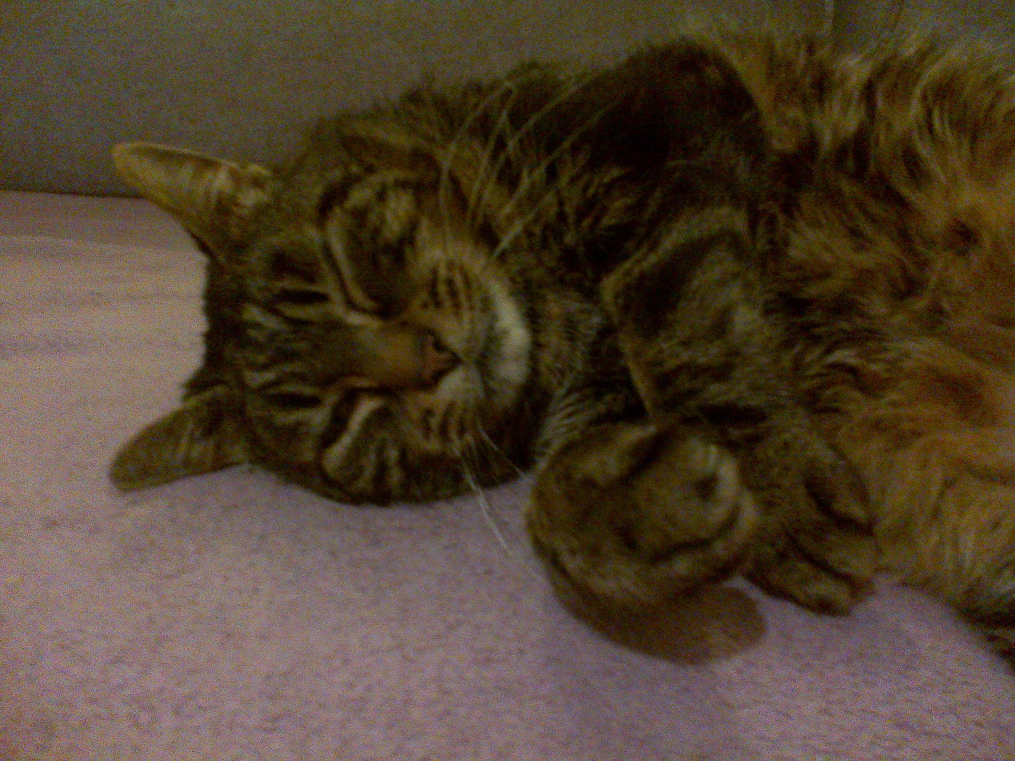 Skipper a rejoint le concours — aidez-le/la à gagner de superbes lots ! carnivore, cat, claw, comfort, domestic_short_haired_cat, eye, fawn, felidae, fur, nap, paw, sleep, small_to_medium_sized_cats, snout, tail, terrestrial_animal, whiskers