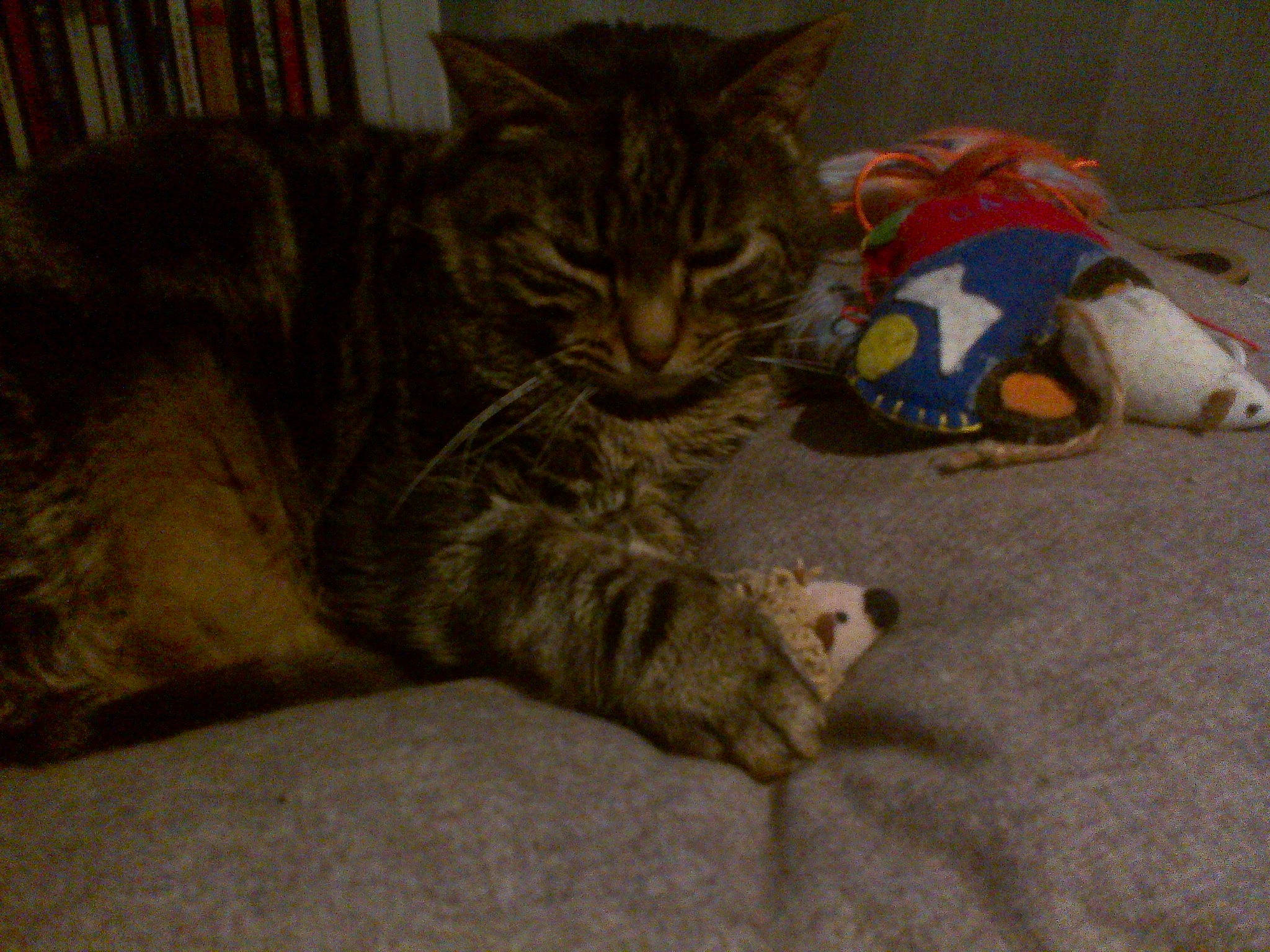 Skipper participe au concours pour gagner de l'argent avec cette photo : bookcase, carnivore, cat, claw, comfort, domestic_short_haired_cat, fawn, felidae, fur, nap, paw, sand, sleep, small_to_medium_sized_cats, snout, tail, terrestrial_animal, toy, whiskers