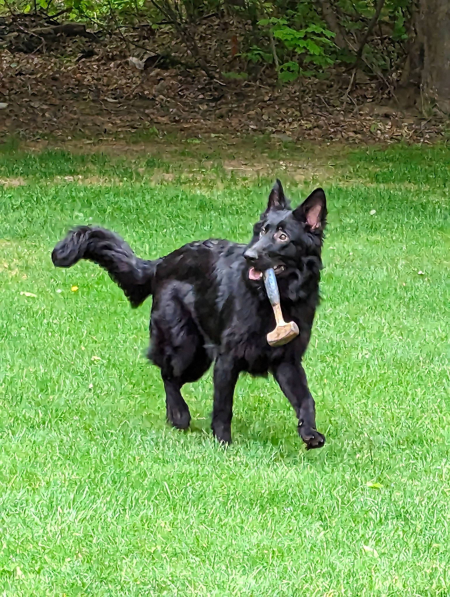 Eleanor joined the competition — help win amazing prizes! black_cat, black_norwegian_elkhound, canidae, carnivore, cat, dog, dog_breed, felidae, fur, grass, grassland, groundcover, pasture, plant, small_to_medium_sized_cats, sporting_group, tail, terrestrial_animal, whiskers, working_dog