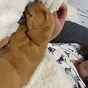 Rory joined the competition — help win amazing prizes! puppy, dog, sleeping, blanket, white_blanket, person, hand, cartoon_pajamas, cute, cozy, indoor, floor, wooden_floor, brown_dog, fur, nap, resting, pet, comfort, warm