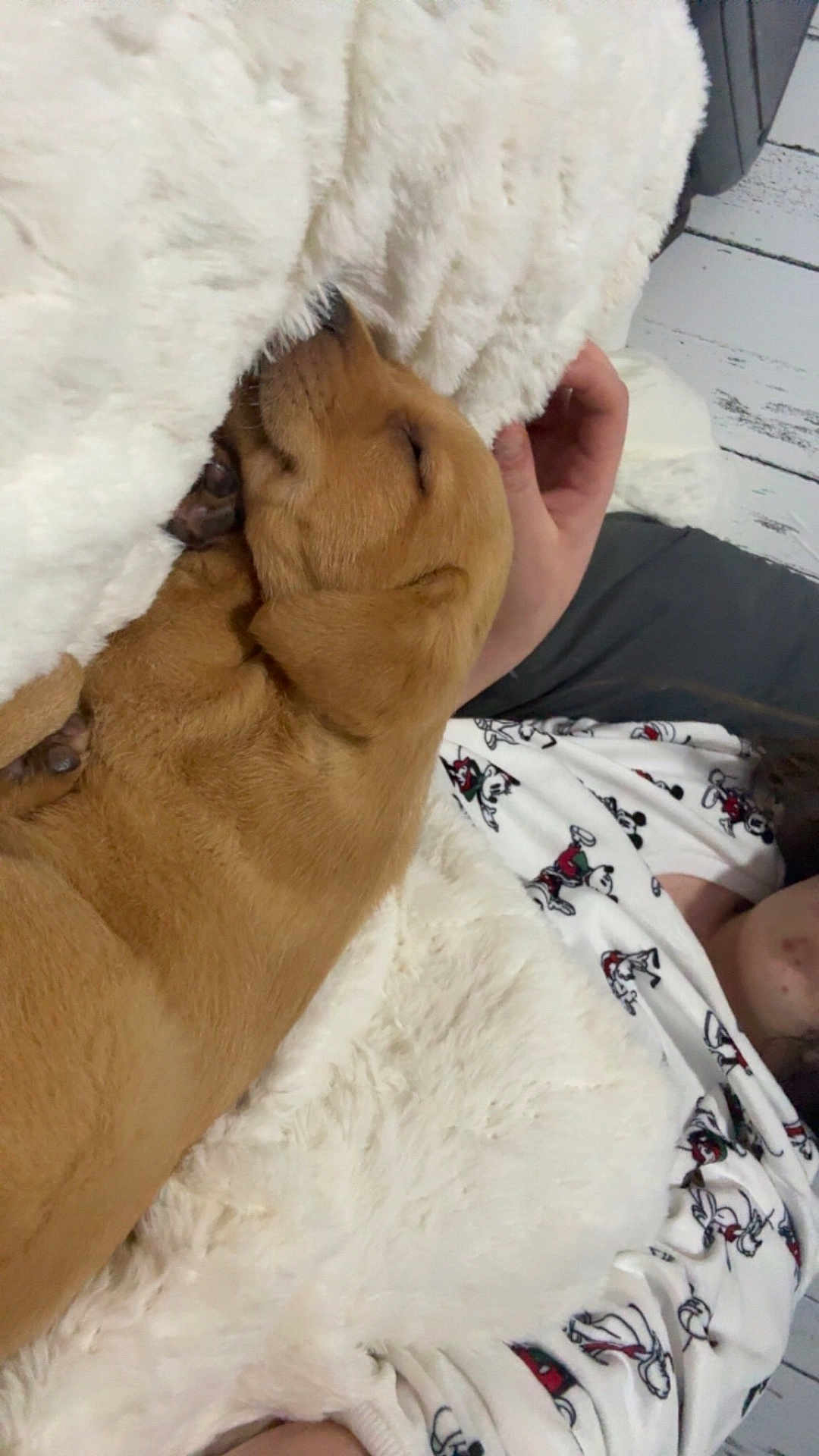 Rory joined the competition — help win amazing prizes! puppy, dog, sleeping, blanket, white_blanket, person, hand, cartoon_pajamas, cute, cozy, indoor, floor, wooden_floor, brown_dog, fur, nap, resting, pet, comfort, warm