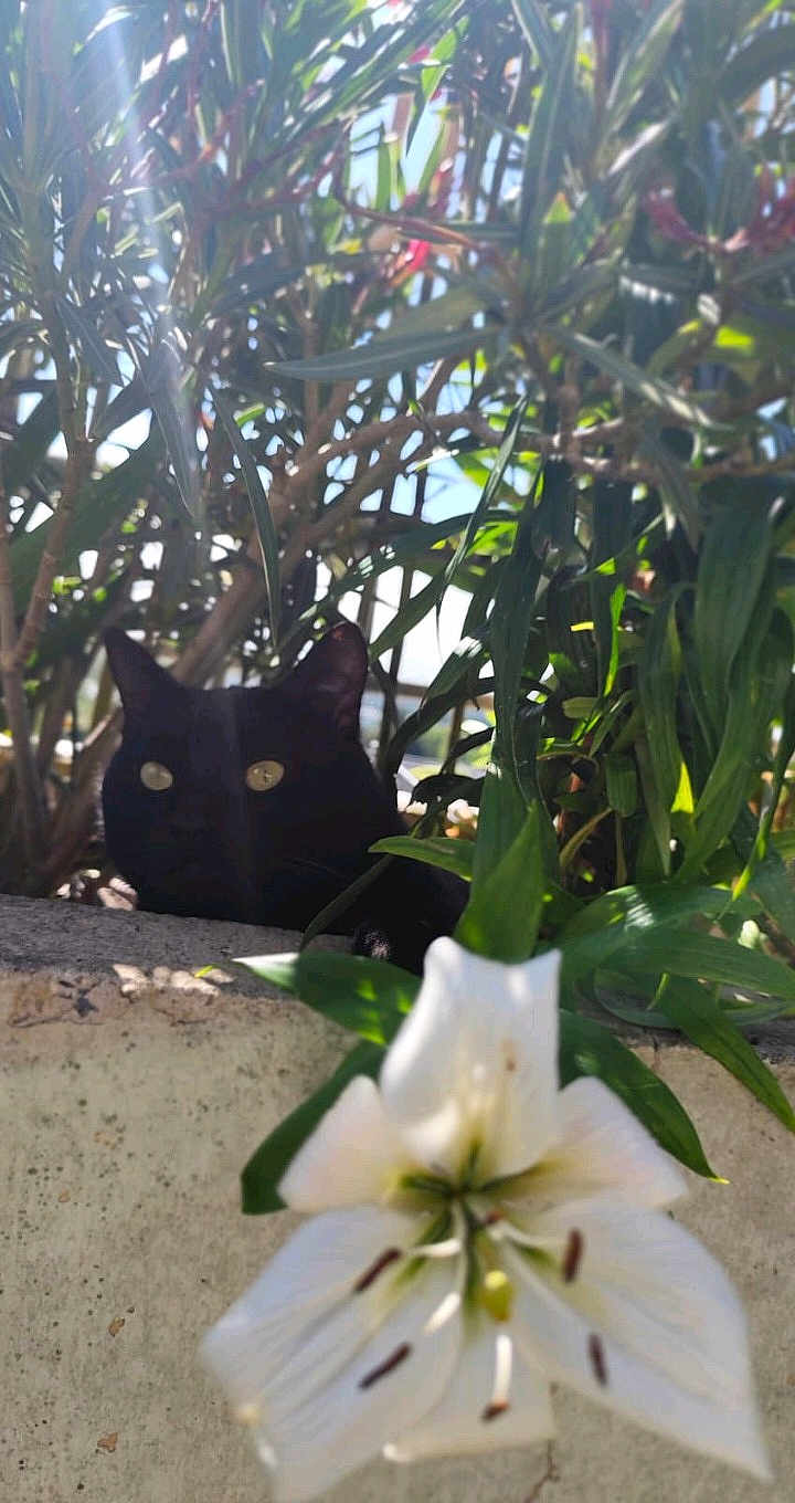 Milka a rejoint le concours — aidez-le/la à gagner de superbes lots ! cat, black_cat, flower, lily, plant, leaves, outdoor, sunlight, shadow, eyes, concrete_wall, porch, foliage, greenery, pet, closeup, nature, bloom, shrub, stalk