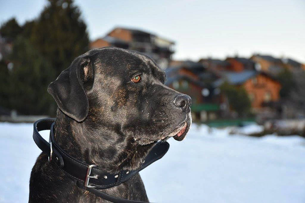 Lirka participe au concours pour gagner de l'argent avec cette photo : carnivore, collar, companion_dog, dog, dog_breed, dog_collar, fashion_accessory, fawn, fur, gun_dog, leash, pet_supply, retriever, sky, snout, snow, sporting_group, whiskers, winter, working_animal
