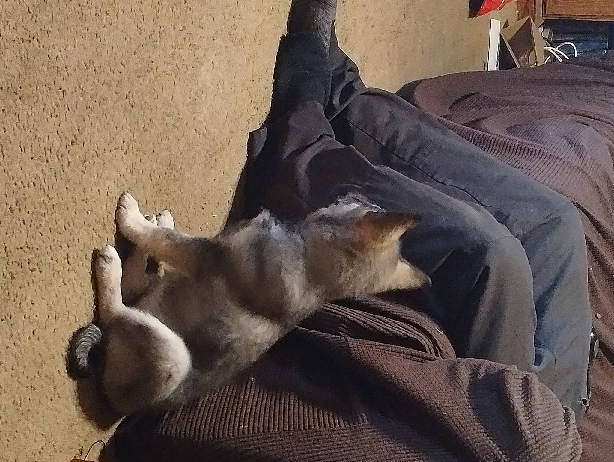 Shadow is registered to the contest to win money with this photo: canidae, carnivore, cat, comfort, companion_dog, dog_breed, domestic_short_haired_cat, fawn, felidae, fur, grey, linens, nap, paw, small_to_medium_sized_cats, snout, sporting_group, tail, whiskers, wood