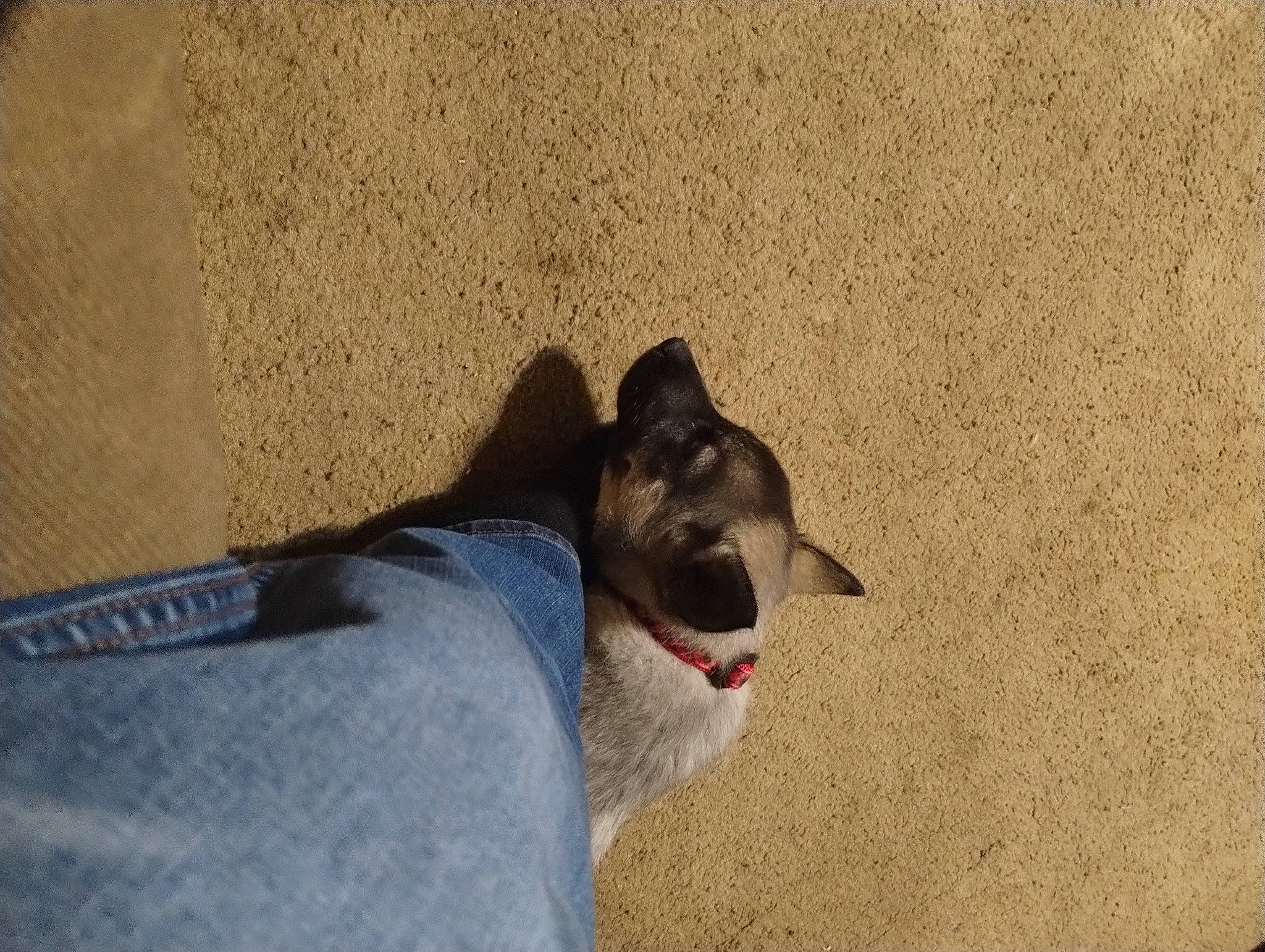 Shadow is registered to the contest to win money with this photo: carnivore, cat, collar, concrete, dog_breed, domestic_short_haired_cat, felidae, fur, paw, sand, shadow, small_to_medium_sized_cats, tail, terrestrial_animal, tints_and_shades, whiskers, wood