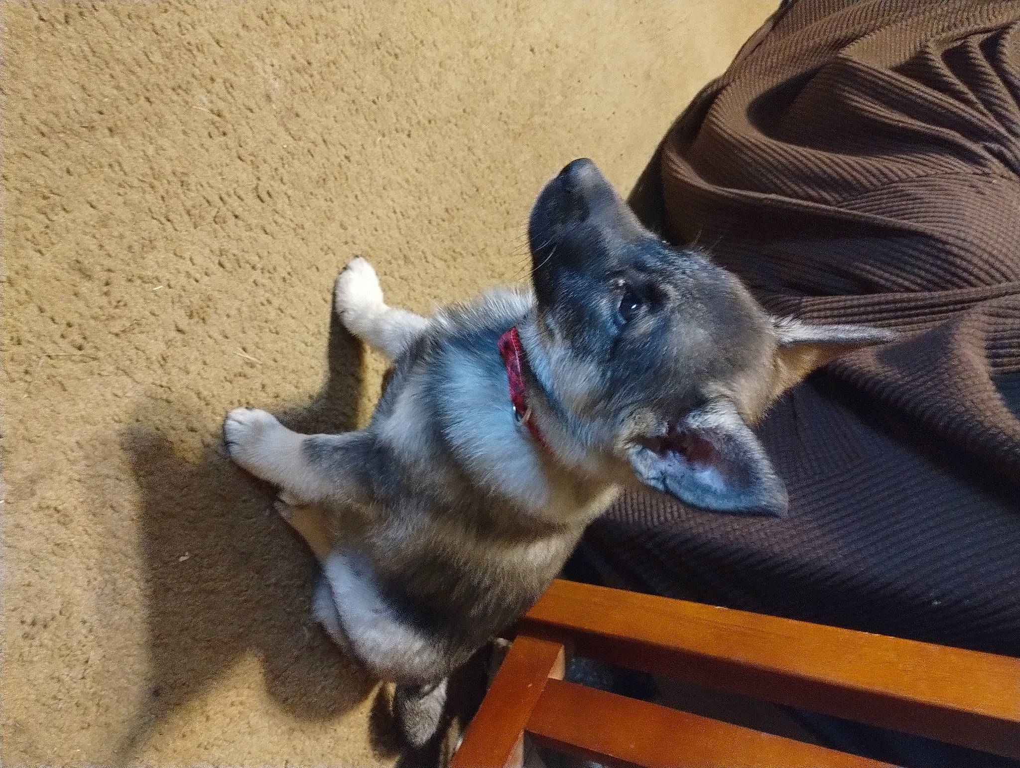 Shadow is registered to the contest to win money with this photo: canidae, carnivore, collar, companion_dog, dog, dog_breed, domestic_short_haired_cat, fawn, felidae, fur, non_sporting_group, small_to_medium_sized_cats, snout, sporting_group, tail, whiskers, working_animal, working_dog