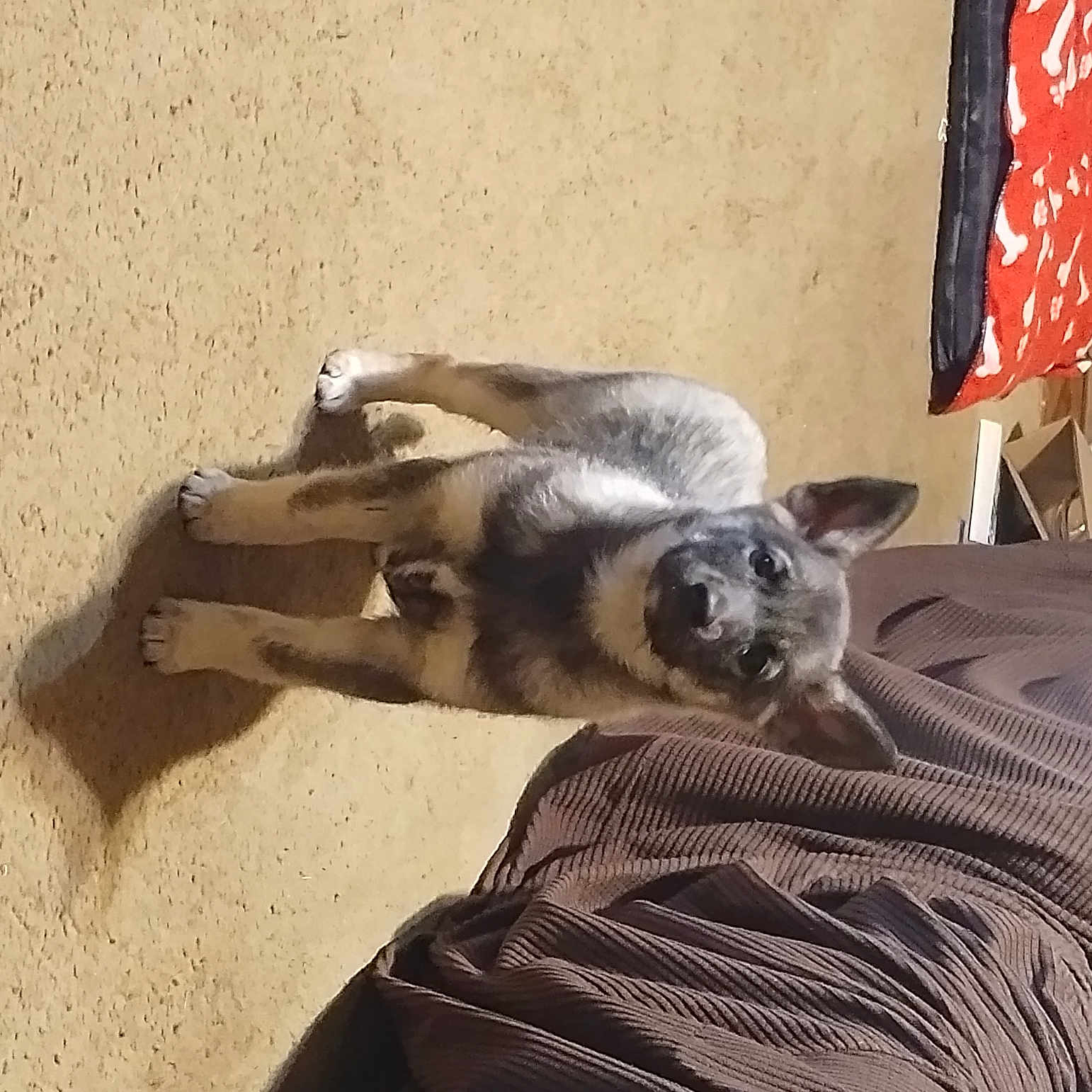 Shadow