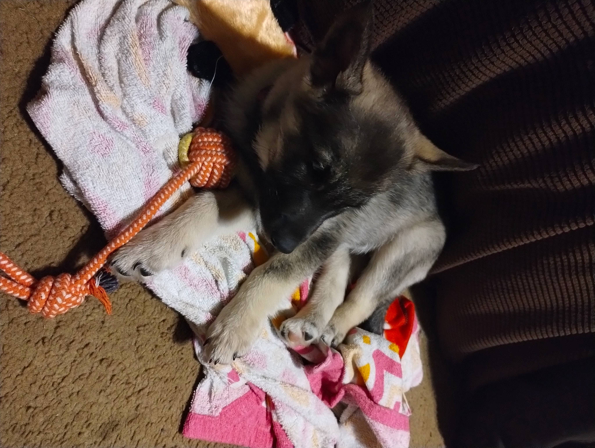 Shadow joined the competition — help win amazing prizes! canidae, carmine, carnivore, cat, collar, comfort, companion_dog, dog, dog_breed, domestic_short_haired_cat, fawn, felidae, fur, linens, small_to_medium_sized_cats, sporting_group, tail, whiskers, wool, working_animal