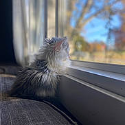 Willow joined the competition — help win amazing prizes! kitten, cat, window, indoor, couch, fur, pet, animal, looking_out, daylight, cozy, soft_light, blurred_background, nature, tree, calm, cute, young_cat, side_view, domestic_cat