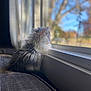kitten, cat, window, indoor, couch, fur, pet, animal, looking_out, daylight, cozy, soft_light, blurred_background, nature, tree, calm, cute, young_cat, side_view, domestic_cat