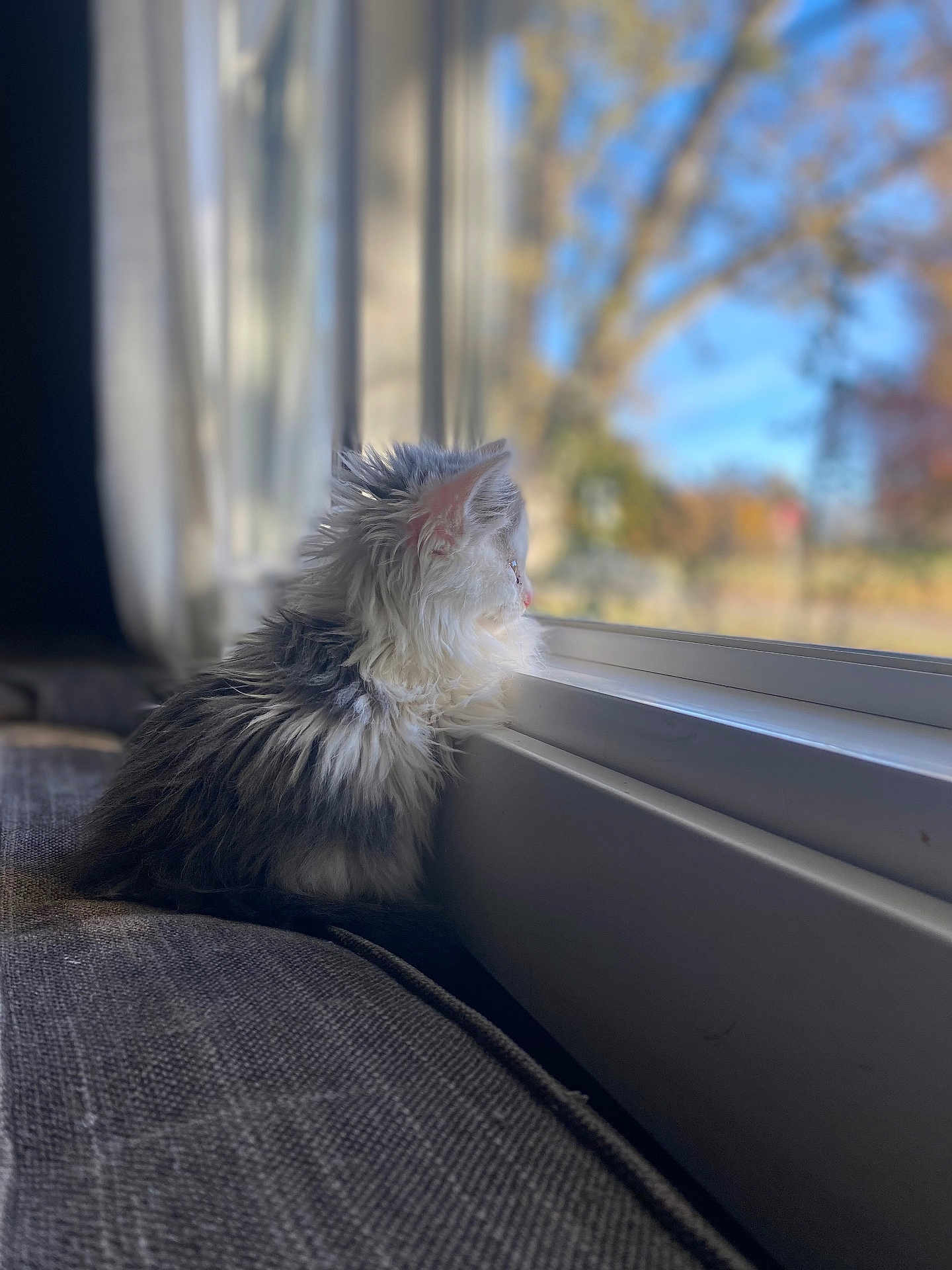 Willow joined the competition — help win amazing prizes! kitten, cat, window, indoor, couch, fur, pet, animal, looking_out, daylight, cozy, soft_light, blurred_background, nature, tree, calm, cute, young_cat, side_view, domestic_cat