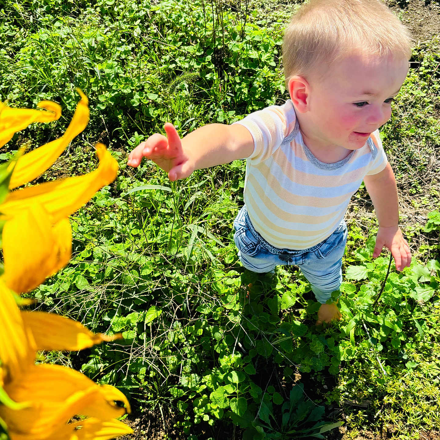 Grayson joined the competition — help win amazing prizes! boy, child, daisy, face, flower, garden, head, herbal, herbs, leaf, nature, outdoors, person, petal, photography, plant, portrait, soil, summer, vegetation