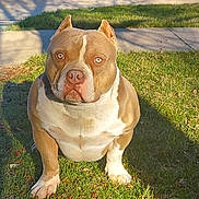 Vinnie joined the competition — help win amazing prizes! attentive, blue_eyes, brown_and_white, cropped_ears, dog, face, grass, lawn, muscular, nose, outdoor, paws, pet, pitbull, portrait, shadow, sidewalk, sitting, stocky, sunlight