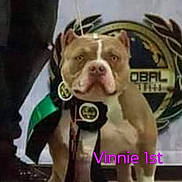 Vinnie joined the competition — help win amazing prizes! animal, award, background, celebration, champion, dog, ears, emblem, face, indoor, leash, medal, pet, portrait, proud, ribbon, standing, text_overlay, trophy, victory