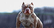 Vinnie joined the competition — help win amazing prizes! alert, american_bully, animal, blue_eyes, brown_and_white, canine, daylight, dog, focused, grass, mammal, muscular, nature, outdoor, pet, portrait, powerful, short_coat, standing, strong