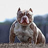 alert, american_bully, animal, blue_eyes, brown_and_white, canine, daylight, dog, focused, grass, mammal, muscular, nature, outdoor, pet, portrait, powerful, short_coat, standing, strong