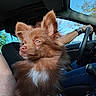 Simba a rejoint le concours — aidez-le/la à gagner de superbes lots ! dog, puppy, brown_fur, fluffy, long_hair, white_chest, pointed_ears, collar, car, car_interior, driver, passenger, road_trip, steering_wheel, seat, window, blue_sky, trees, outdoors, portrait