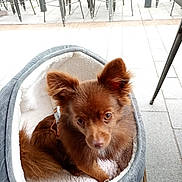 Simba participe au concours pour gagner de l'argent avec cette photo : puppy, dog, brown_fur, fluffy, ears, eyes, pet_bed, cozy, sitting, portrait, outdoor, patio, chairs, tile_floor, collar, cute, companion_animal, adorable, small_dog, photography