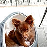 puppy, dog, brown_fur, fluffy, ears, eyes, pet_bed, cozy, sitting, portrait, outdoor, patio, chairs, tile_floor, collar, cute, companion_animal, adorable, small_dog, photography
