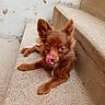 Simba participe au concours pour gagner de l'argent avec cette photo : animal, brown_fur, canine, close_up, concrete, cute, dog, fluffy, licking, looking_at_camera, lying_down, outdoor, pet, pointed_ears, portrait, puppy, staircase, stairs, tongue, wall