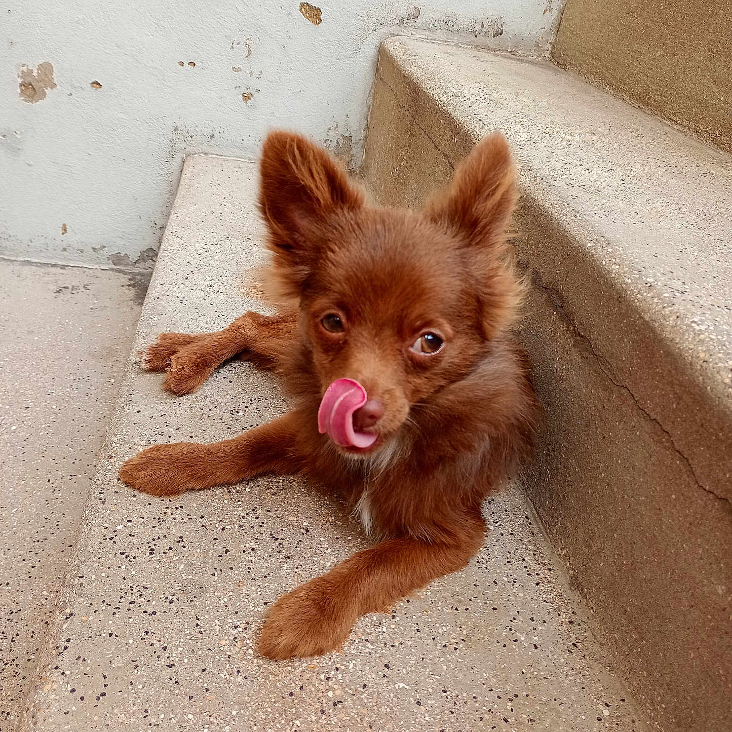 Simba