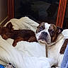 Tayzone participe au concours pour gagner de l'argent avec cette photo : dog, bulldog, puppy, brown_dog, white_dog, sleeping, lying_down, pet, canine, animal, bed, blanket, bedding, cuddling, indoor, cozy, portrait, plush_toy, window, home