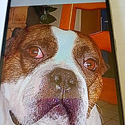 Tayzone a rejoint le concours — aidez-le/la à gagner de superbes lots ! bulldog, dog, pet, animal, close_up, portrait, face, wrinkles, brown_and_white, short_hair, eyes, nose, muzzle, staring, indoors, furniture, doorway, plant, tile_floor, smartphone_screen
