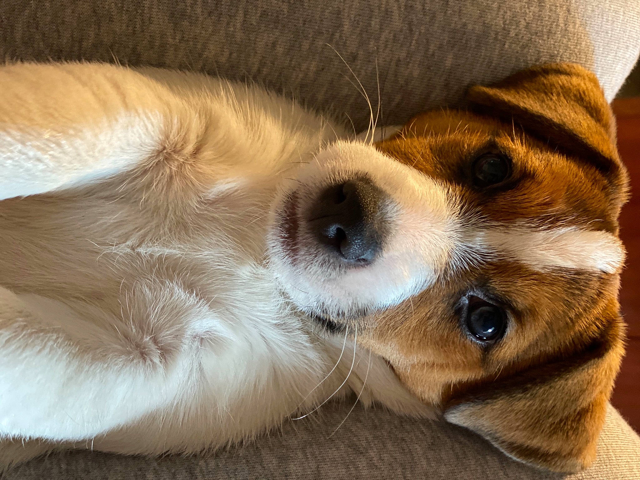 Tony a rejoint le concours — aidez-le/la à gagner de superbes lots ! beige, brown, canidae, carnivore, companion_dog, dog, dog_breed, fawn, fur, mammal, puppy, snout, sporting_group, tan, vertebrate, whiskers, working_animal, working_dog