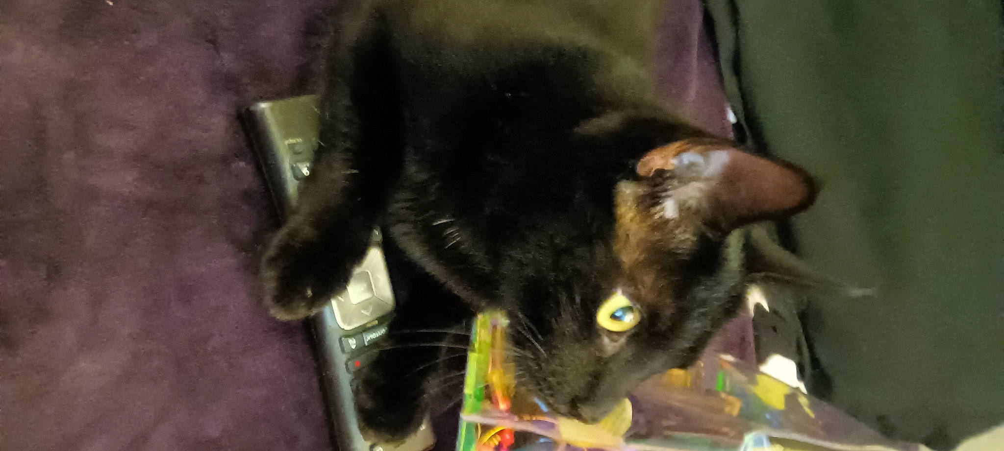 Binx is registered to the contest to win money with this photo: black_cat, carnivore, cat, claw, domestic_short_haired_cat, ear, felidae, fur, plant, small_to_medium_sized_cats, tail, whiskers, window