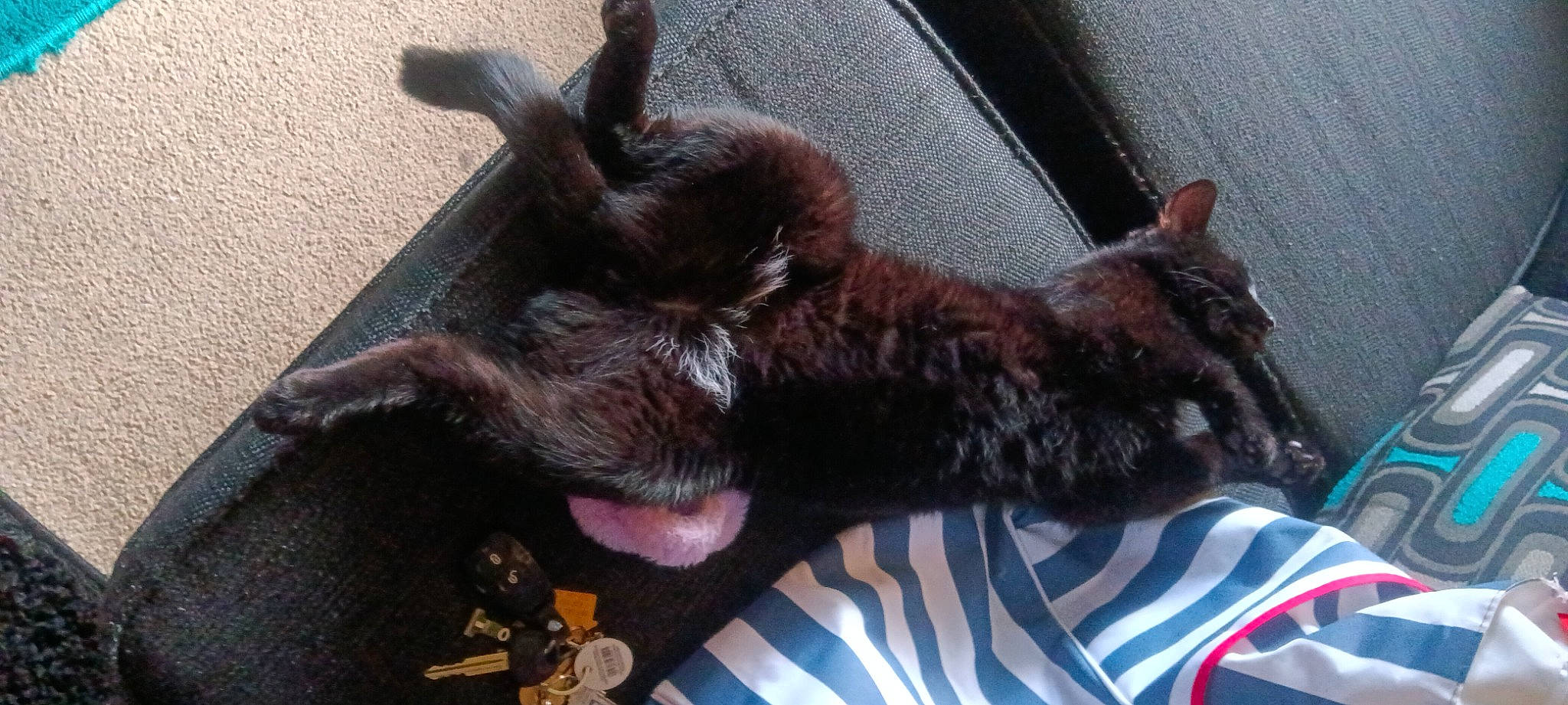 Binx is registered to the contest to win money with this photo: black_cat, bombay, carnivore, cat, claw, comfort, dog_breed, domestic_short_haired_cat, felidae, fur, liver, nap, paw, small_to_medium_sized_cats, sporting_group, tail, whiskers