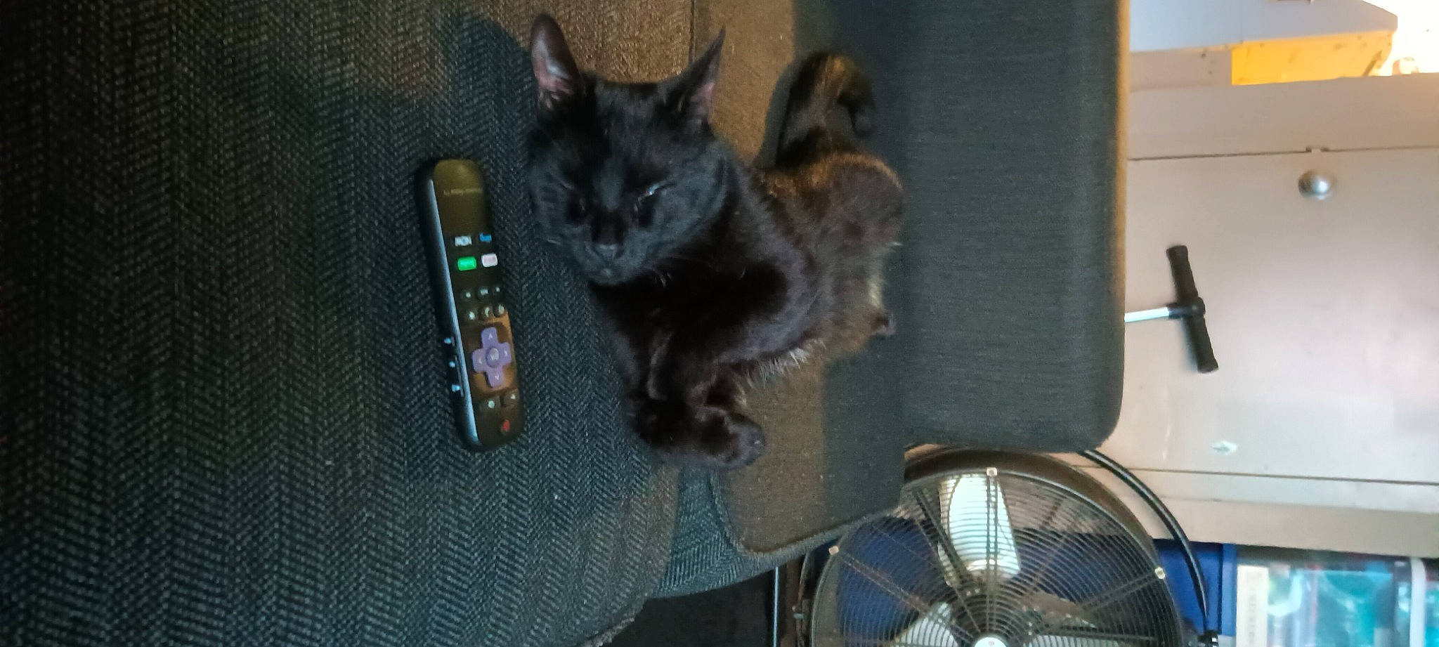 Binx is registered to the contest to win money with this photo: automotive_lighting, automotive_tire, bicycle, bicycle_handlebar, bicycle_tire, bicycle_wheel, black_cat, carnivore, cat, claw, domestic_short_haired_cat, felidae, fur, paw, remote_control, small_to_medium_sized_cats, snout, tail, vehicle, whiskers